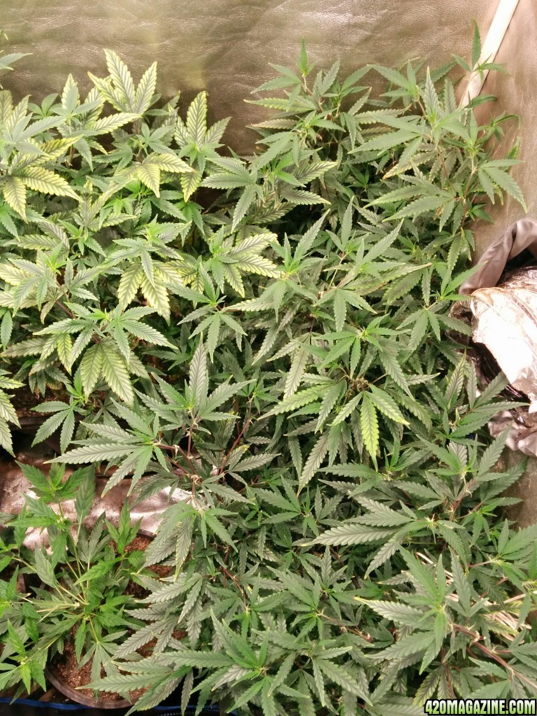 Ice_Mud_Budmaster_LED_Grow_22_.jpg