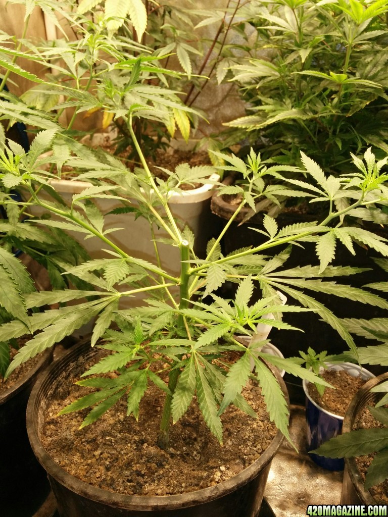 Ice_Mud_Budmaster_LED_Grow_26_.jpg