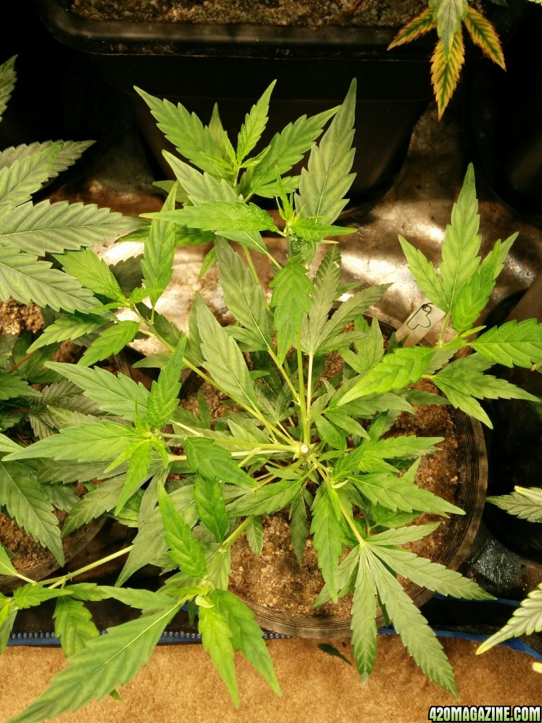 Ice_Mud_Budmaster_LED_Grow_27_.jpg