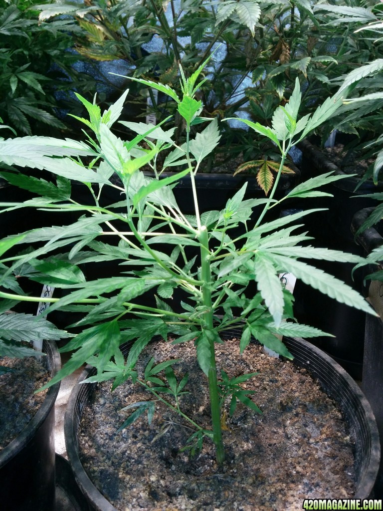 Ice_Mud_Budmaster_LED_Grow_28_.jpg