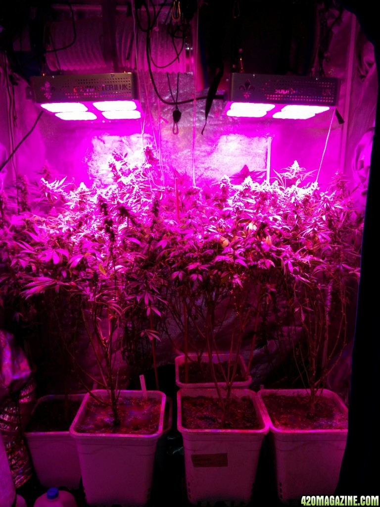 Ice_Mud_Budmaster_LED_Grow_2_.jpg