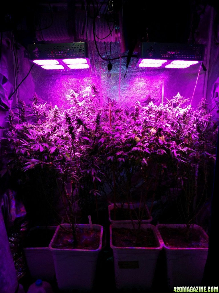 Ice_Mud_Budmaster_LED_Grow_3_.jpg