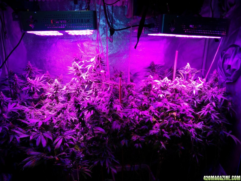 Ice_Mud_Budmaster_LED_Grow_4_.jpg