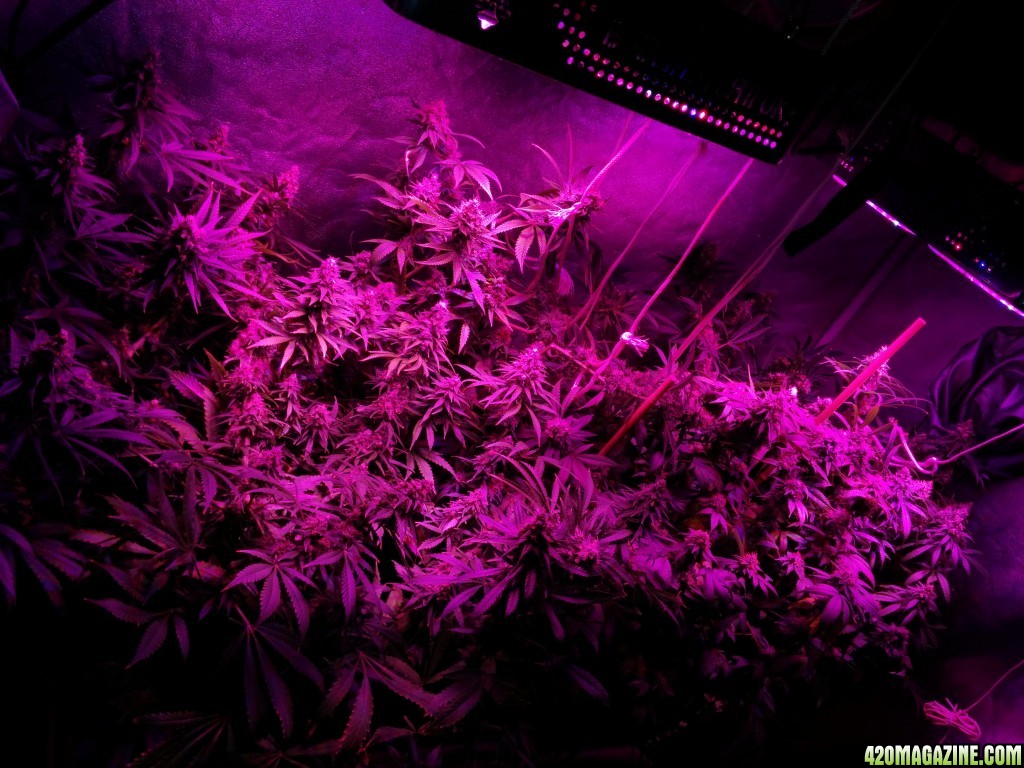 Ice_Mud_Budmaster_LED_Grow_5_.jpg