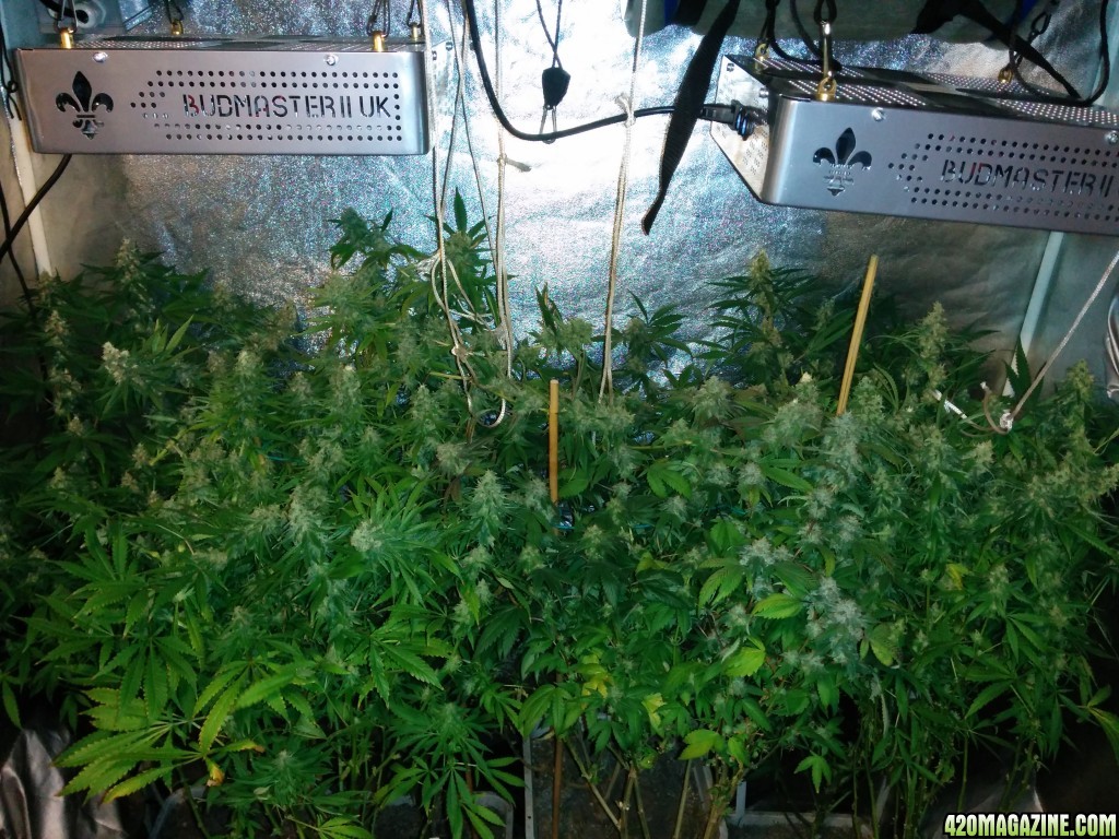 Ice_Mud_Budmaster_LED_Grow_7_.jpg