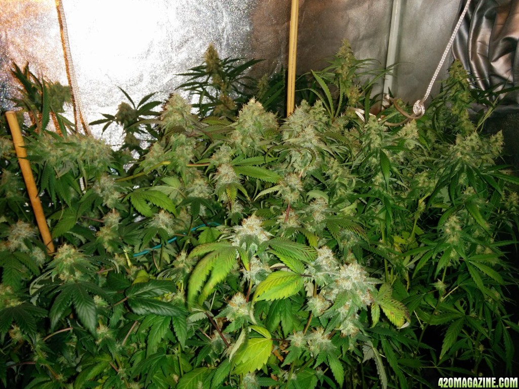 Ice_Mud_Budmaster_LED_Grow_8_.jpg