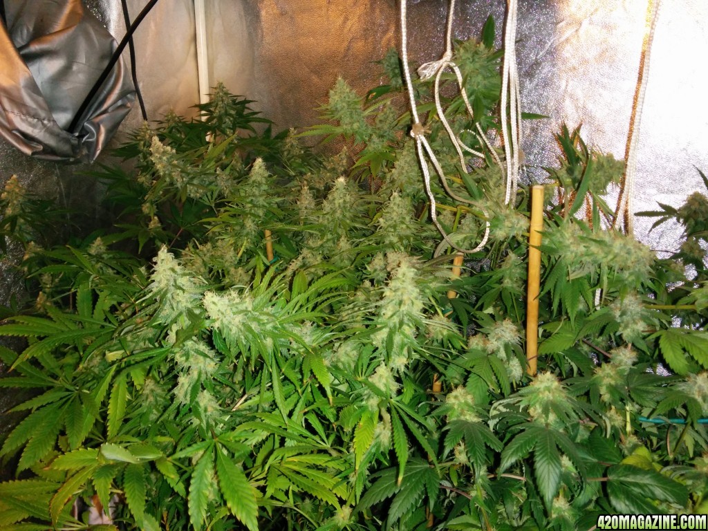 Ice_Mud_Budmaster_LED_Grow_9_.jpg