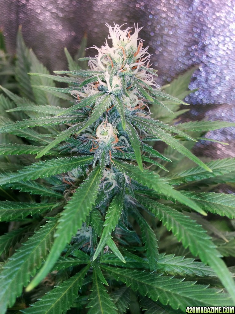 Ice_Mud_budmaster_COB_LED_Grow_Light_day_28_10_.jpg