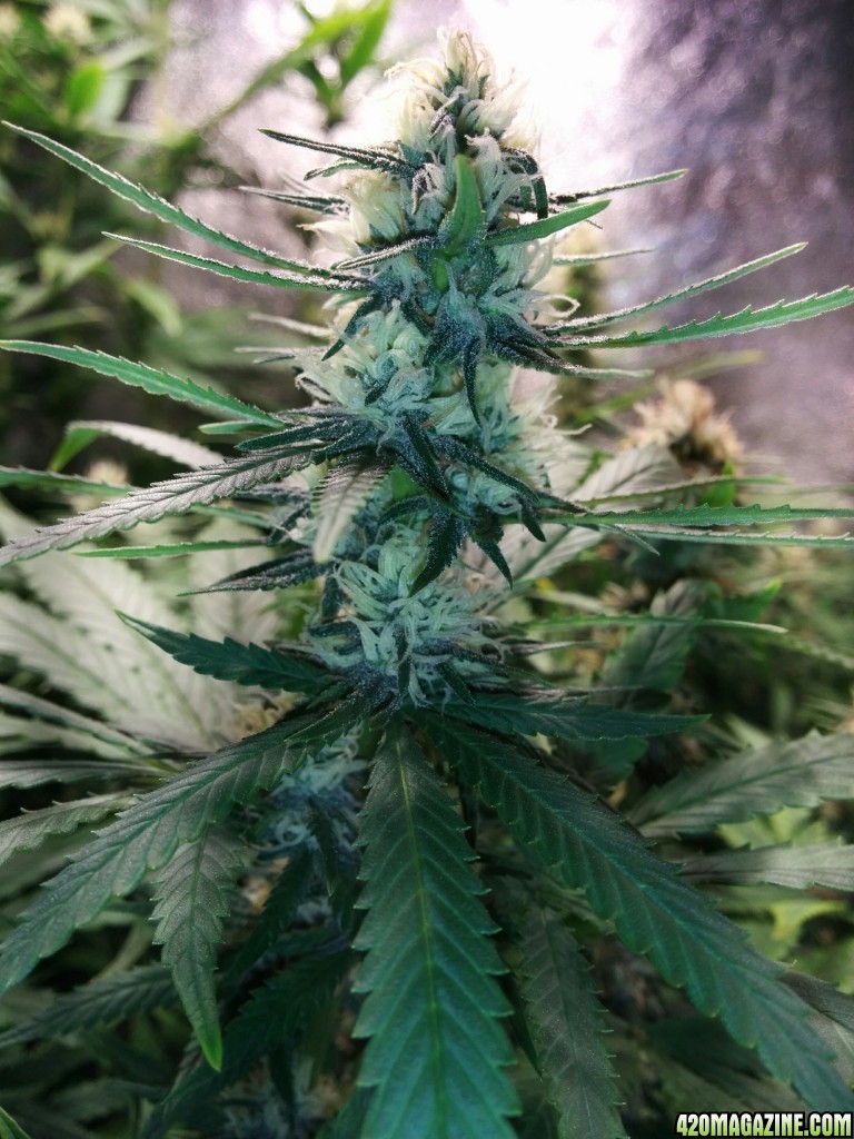 Ice_Mud_budmaster_COB_LED_Grow_Light_day_28_14_.jpg