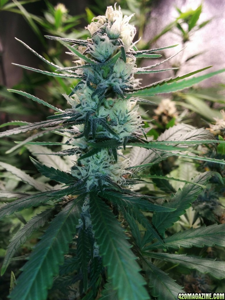 Ice_Mud_budmaster_COB_LED_Grow_Light_day_28_15_.jpg