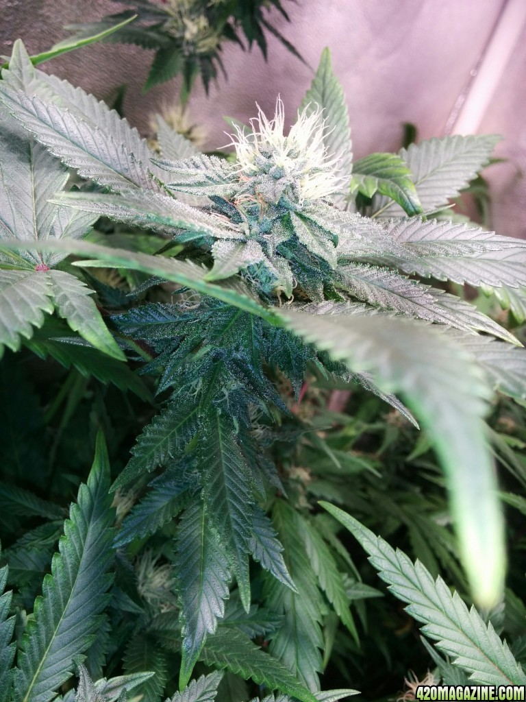 Ice_Mud_budmaster_COB_LED_Grow_Light_day_28_16_.jpg