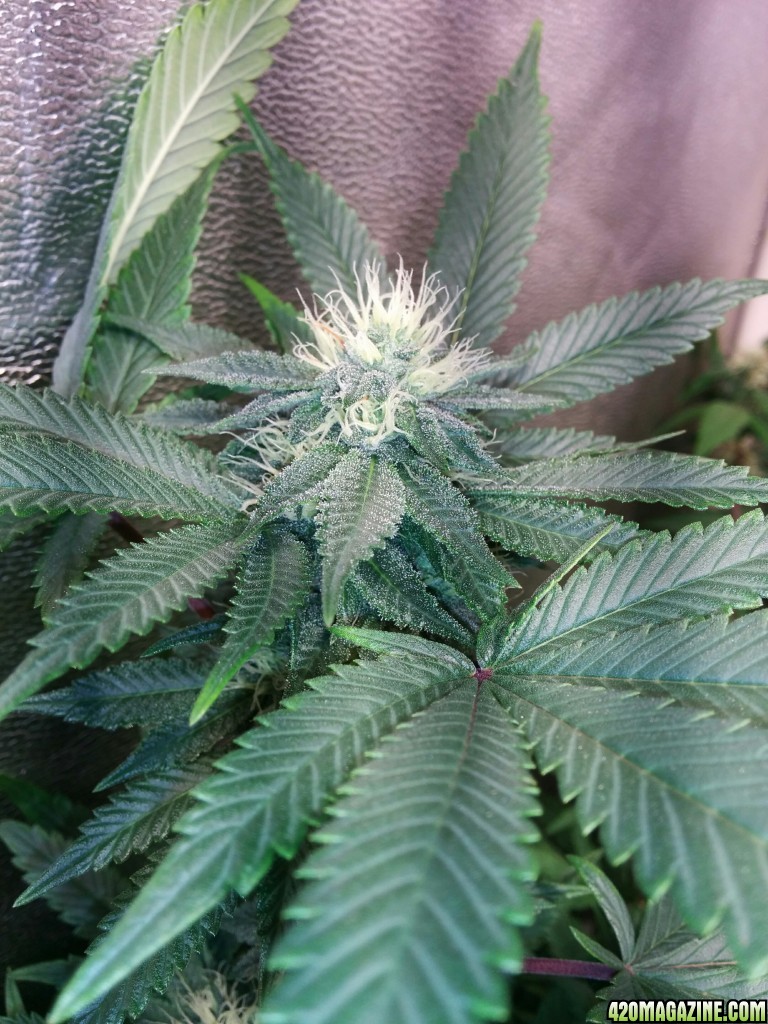 Ice_Mud_budmaster_COB_LED_Grow_Light_day_28_17_.jpg