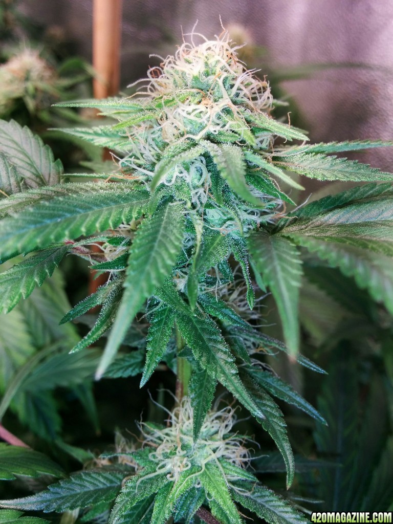 Ice_Mud_budmaster_COB_LED_Grow_Light_day_28_19_.jpg