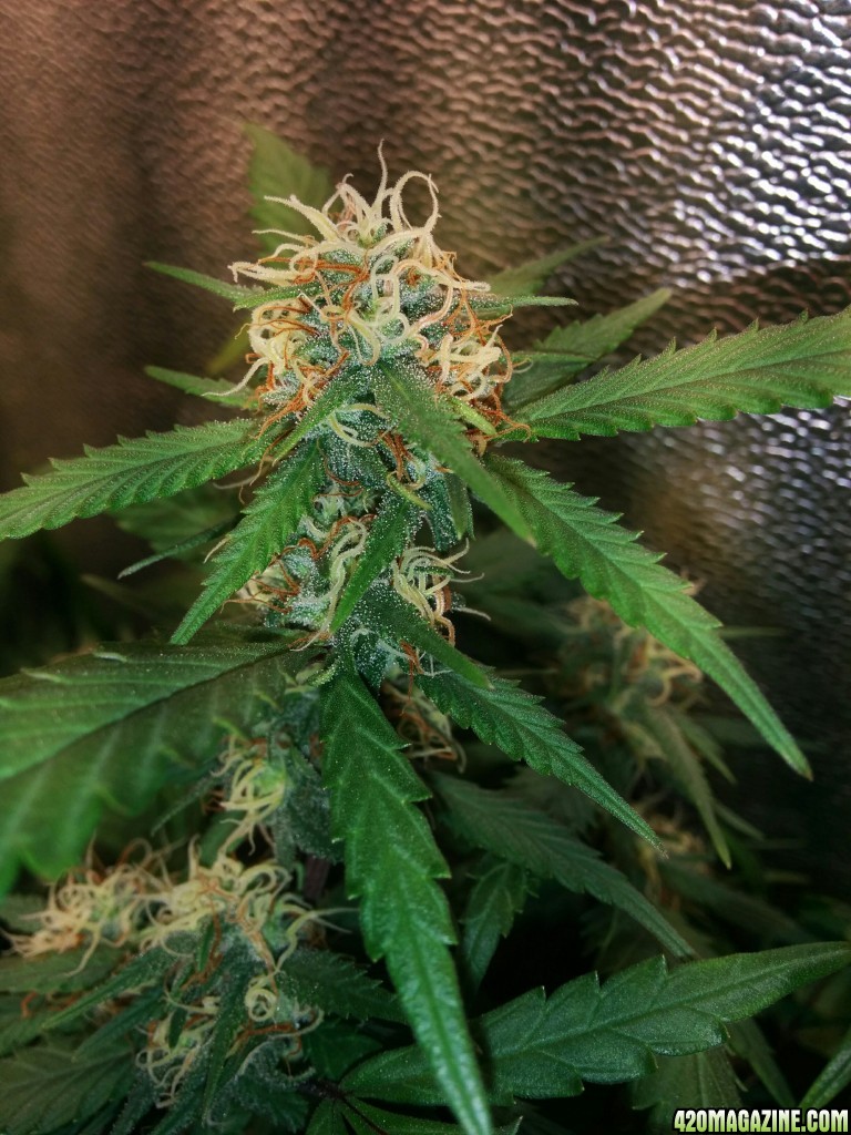 Ice_Mud_budmaster_COB_LED_Grow_Light_day_28_20_.jpg