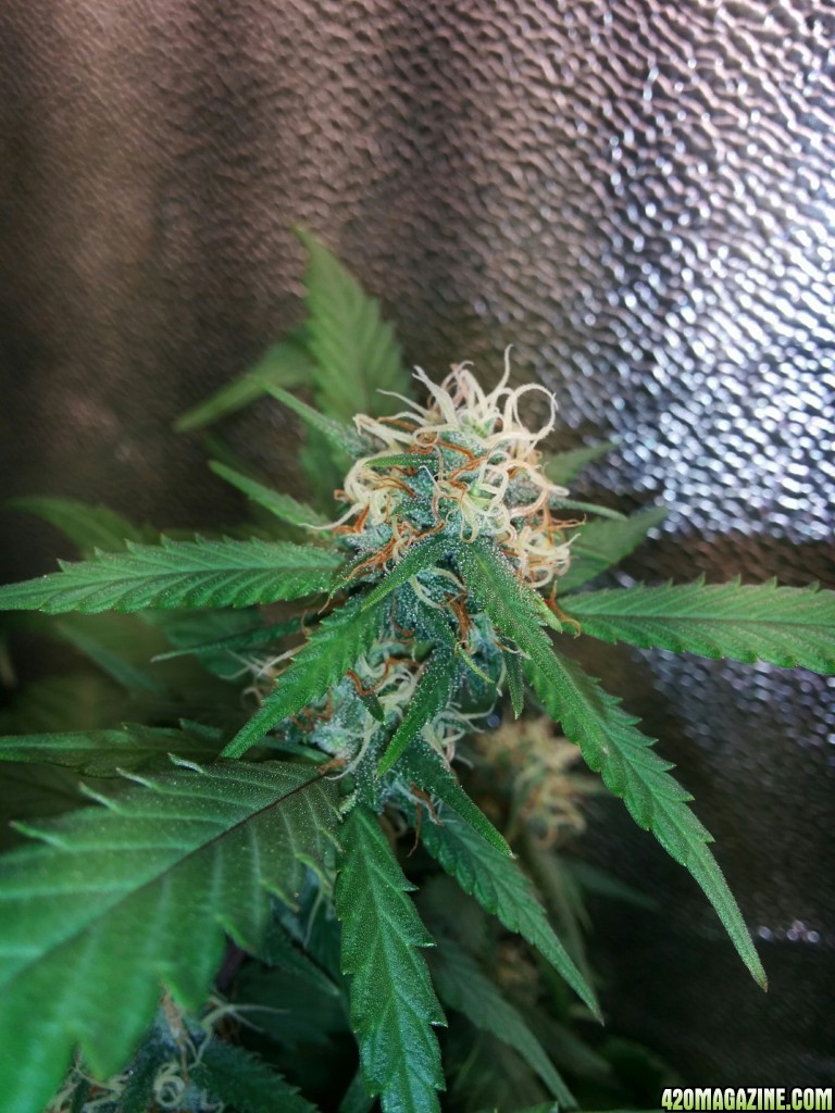 Ice_Mud_budmaster_COB_LED_Grow_Light_day_28_21_.jpg