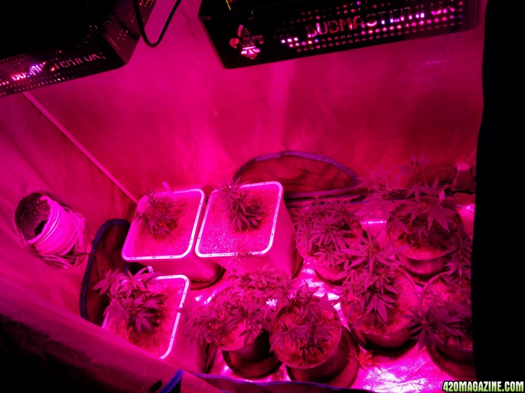 Ice_Mud_budmaster_COB_LED_Grow_Light_day_28_22_.jpg