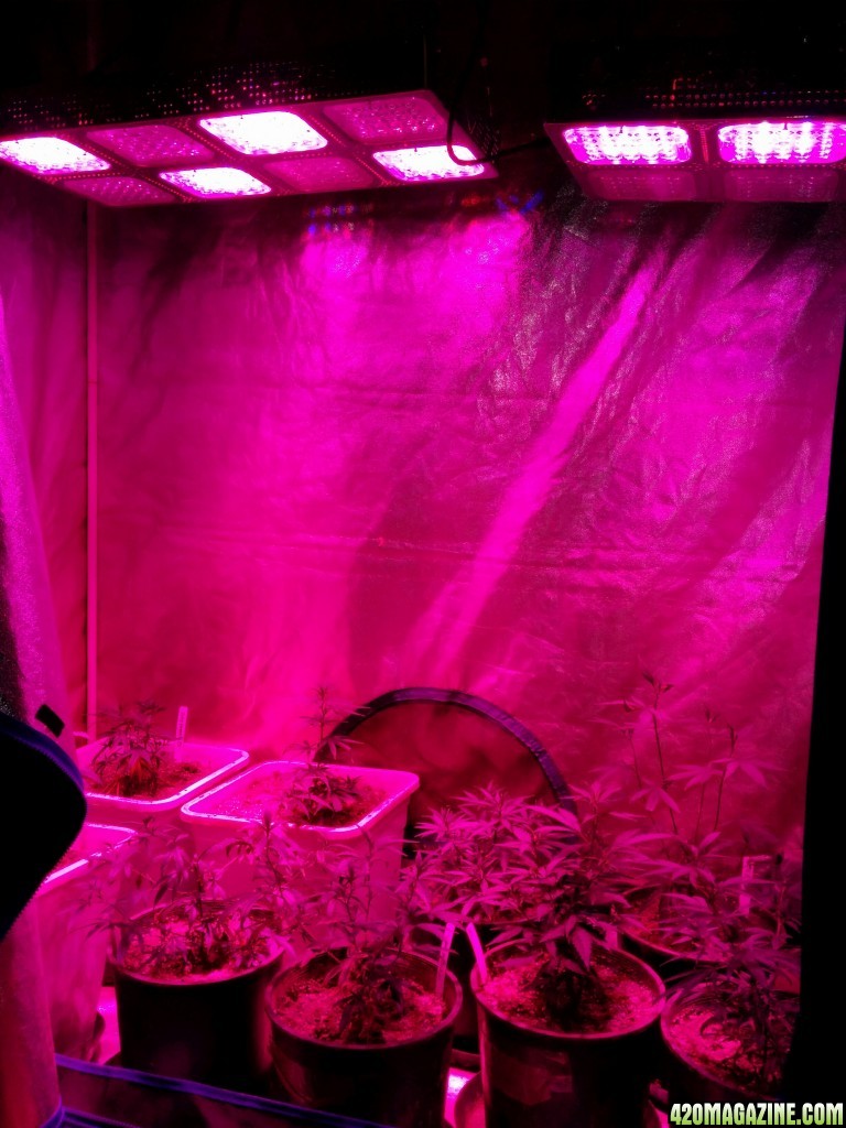 Ice_Mud_budmaster_COB_LED_Grow_Light_day_28_23_.jpg