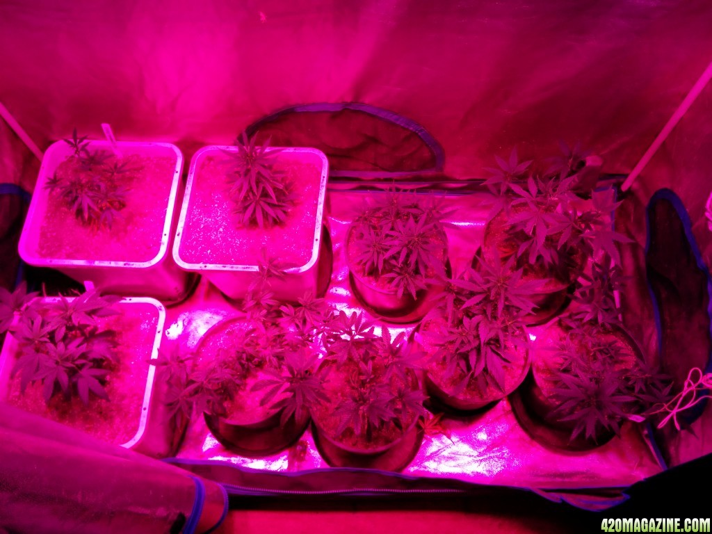 Ice_Mud_budmaster_COB_LED_Grow_Light_day_28_24_.jpg