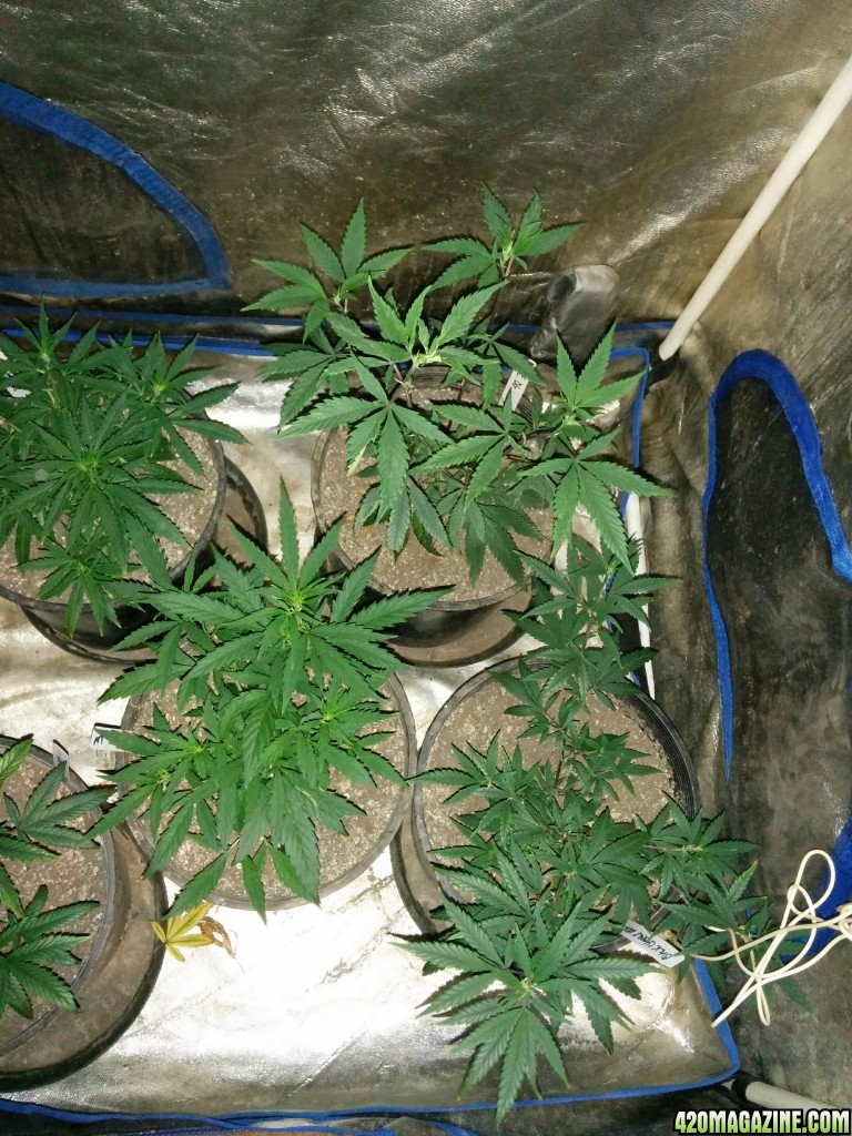 Ice_Mud_budmaster_COB_LED_Grow_Light_day_28_26_.jpg