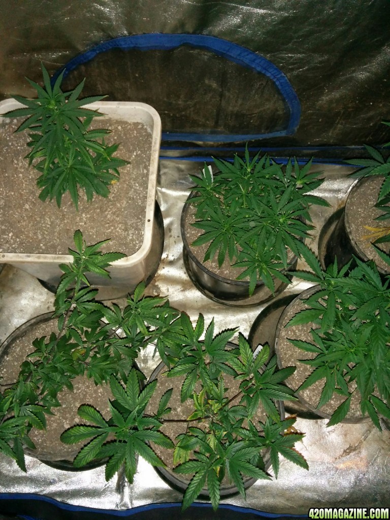 Ice_Mud_budmaster_COB_LED_Grow_Light_day_28_27_.jpg