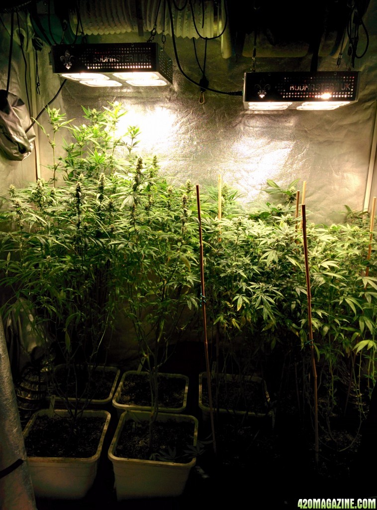 Ice_Mud_budmaster_COB_LED_Grow_Light_day_28_2_.jpg