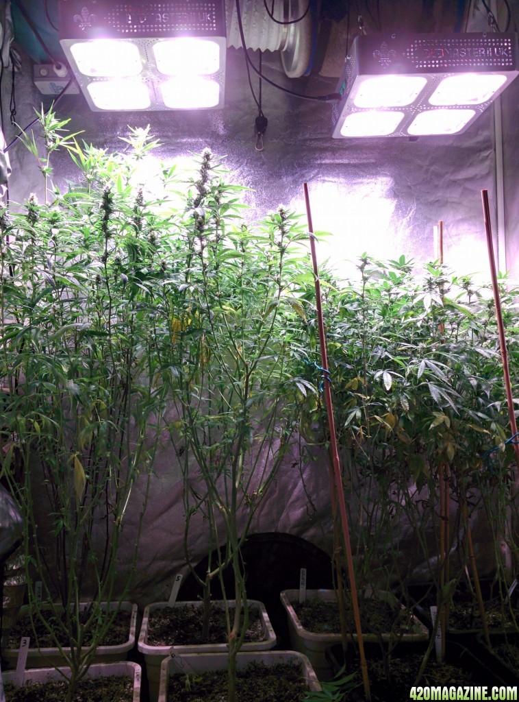 Ice_Mud_budmaster_COB_LED_Grow_Light_day_28_3_.jpg