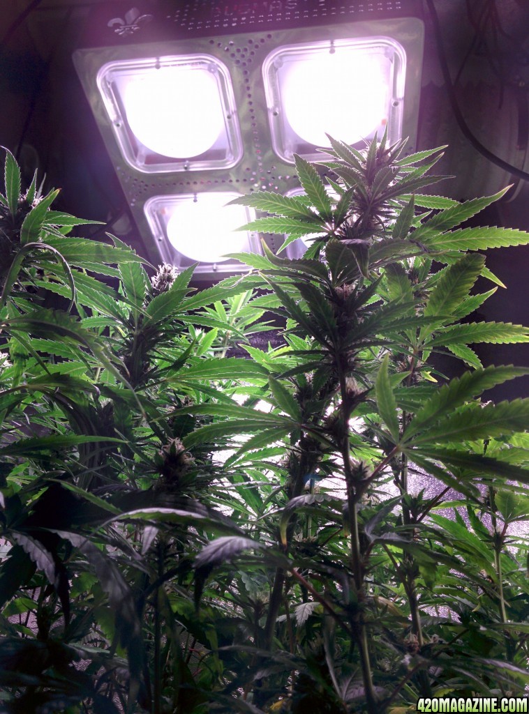 Ice_Mud_budmaster_COB_LED_Grow_Light_day_28_5_.jpg