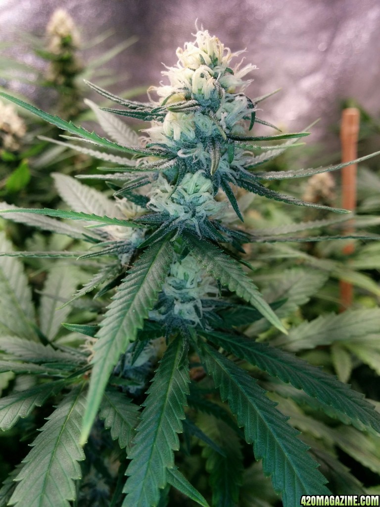 Ice_Mud_budmaster_COB_LED_Grow_Light_day_28_7_.jpg