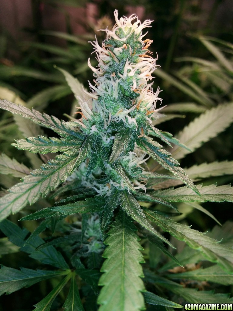 Ice_Mud_budmaster_COB_LED_Grow_Light_day_28_8_.jpg