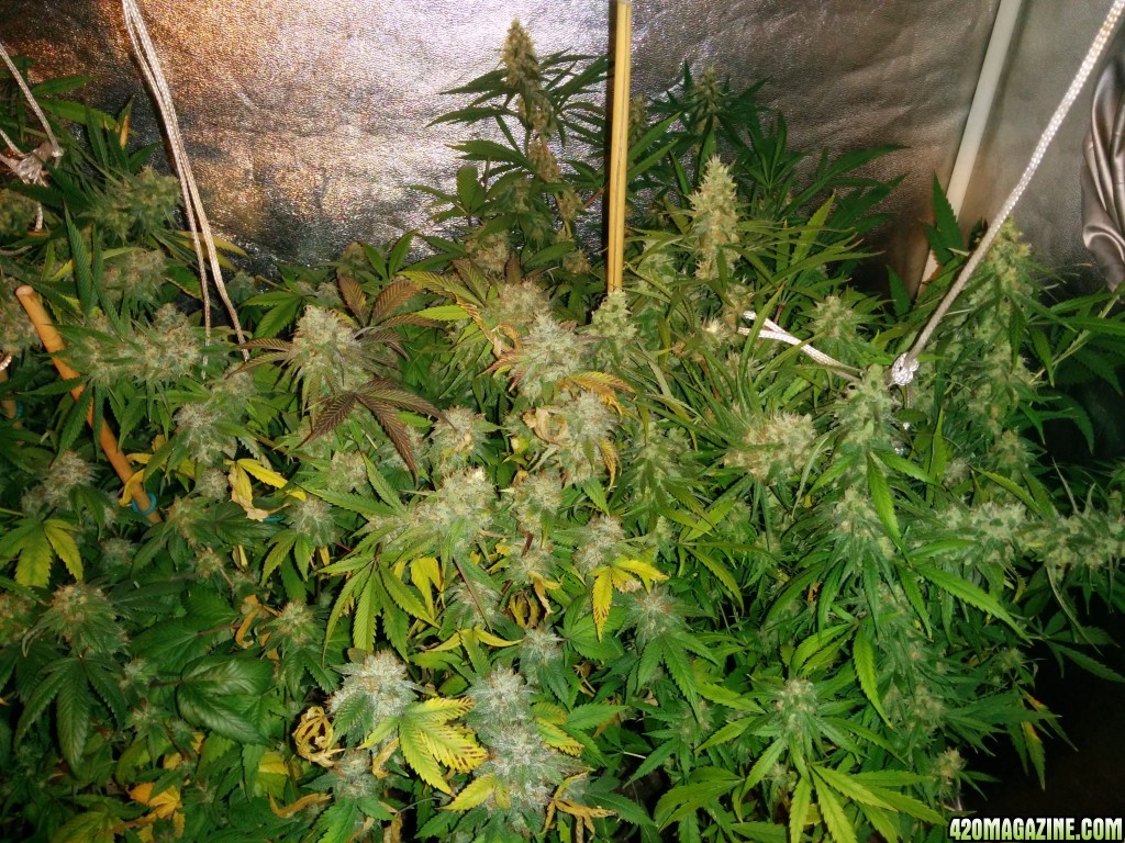 Ice_mud_led_grow_light_budmaster_10_.jpg