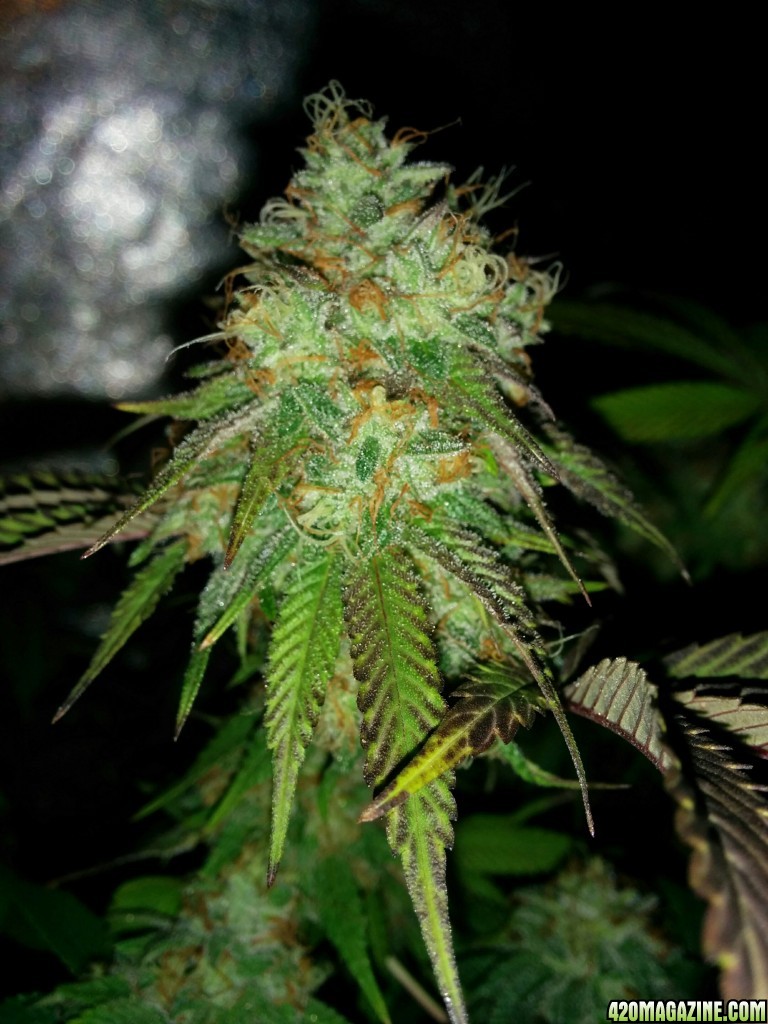 Ice_mud_led_grow_light_budmaster_11_.jpg