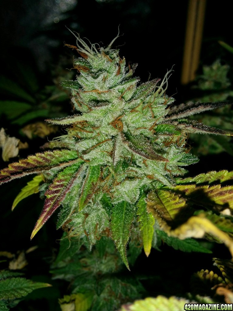 Ice_mud_led_grow_light_budmaster_12_.jpg