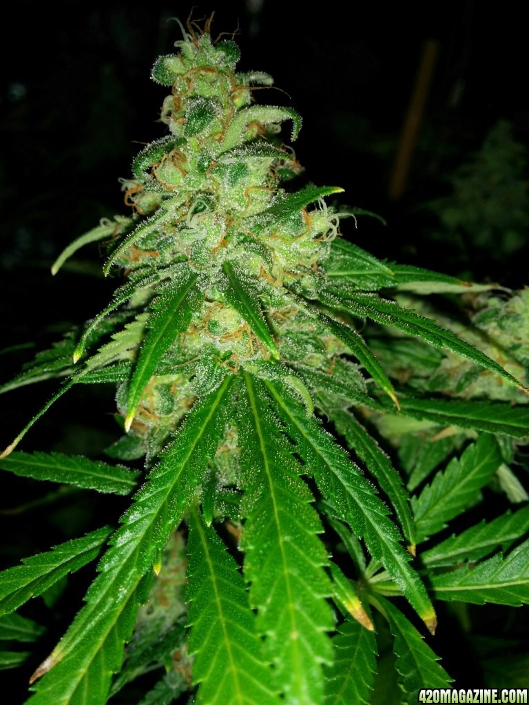 Ice_mud_led_grow_light_budmaster_13_.jpg