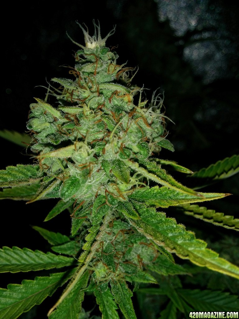 Ice_mud_led_grow_light_budmaster_14_.jpg