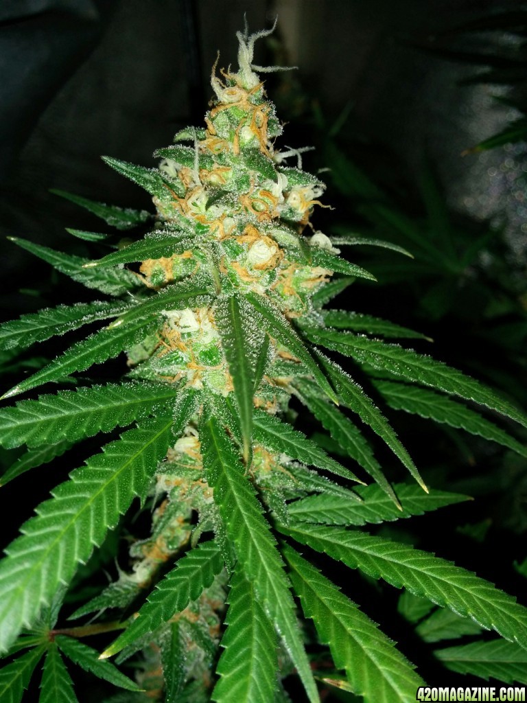 Ice_mud_led_grow_light_budmaster_15_.jpg