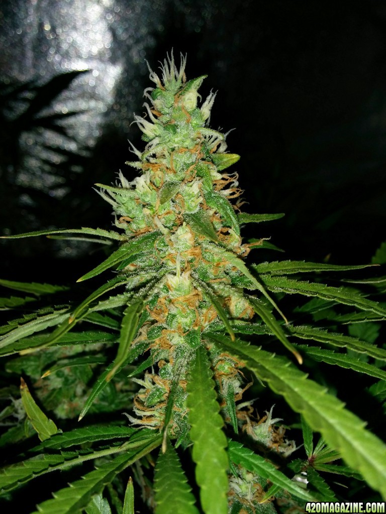 Ice_mud_led_grow_light_budmaster_16_.jpg