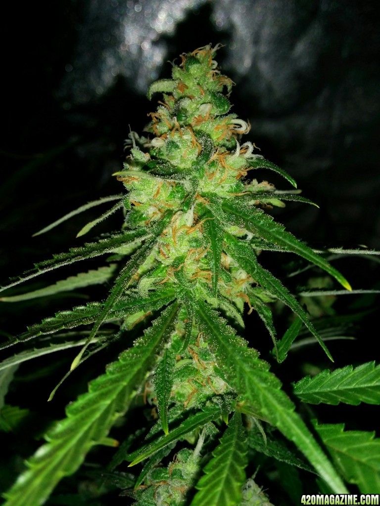 Ice_mud_led_grow_light_budmaster_17_.jpg