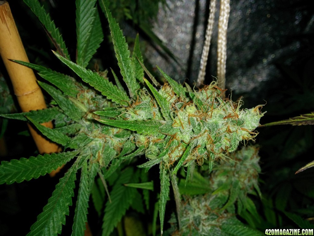 Ice_mud_led_grow_light_budmaster_18_.jpg