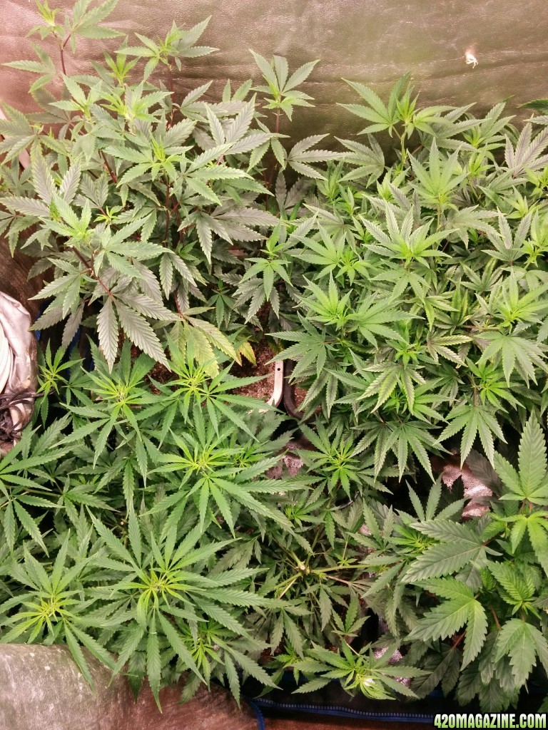 Ice_mud_led_grow_light_budmaster_1_.jpg