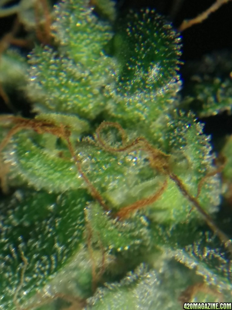 Ice_mud_led_grow_light_budmaster_24_.jpg