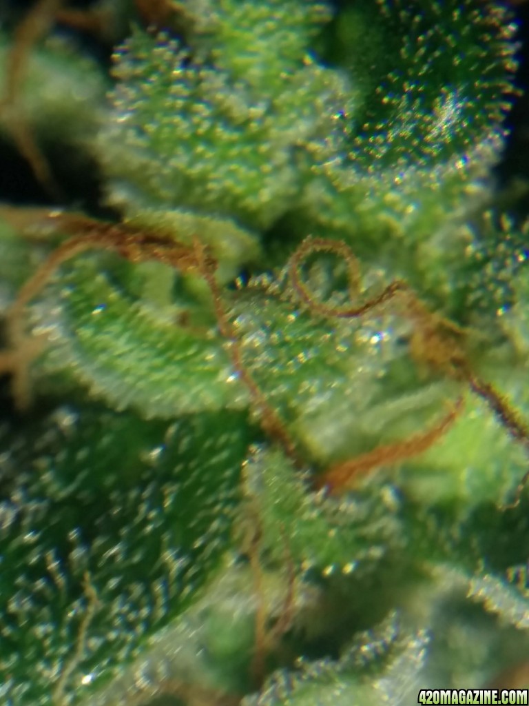 Ice_mud_led_grow_light_budmaster_25_.jpg