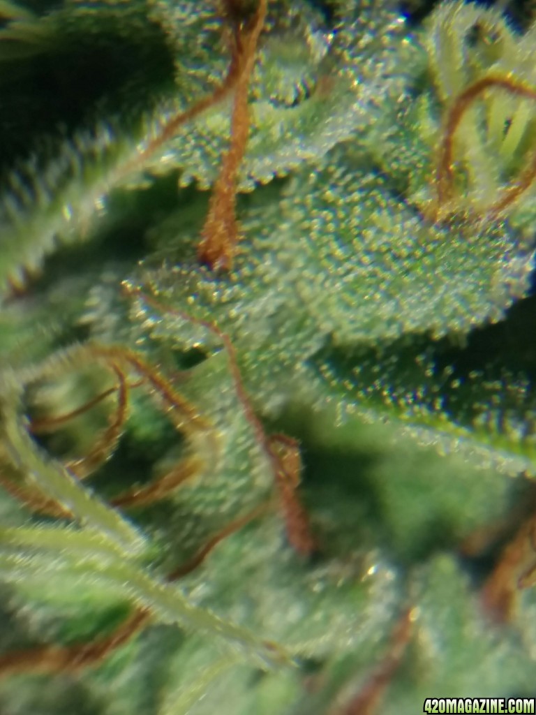 Ice_mud_led_grow_light_budmaster_28_.jpg