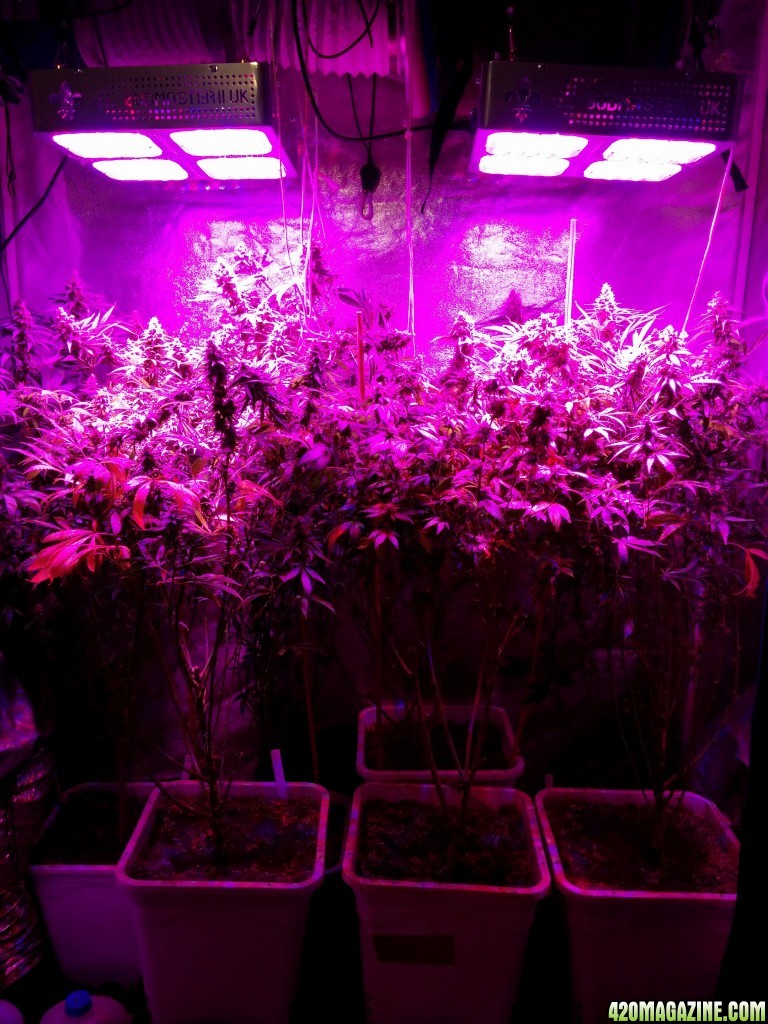 Ice_mud_led_grow_light_budmaster_2_.jpg