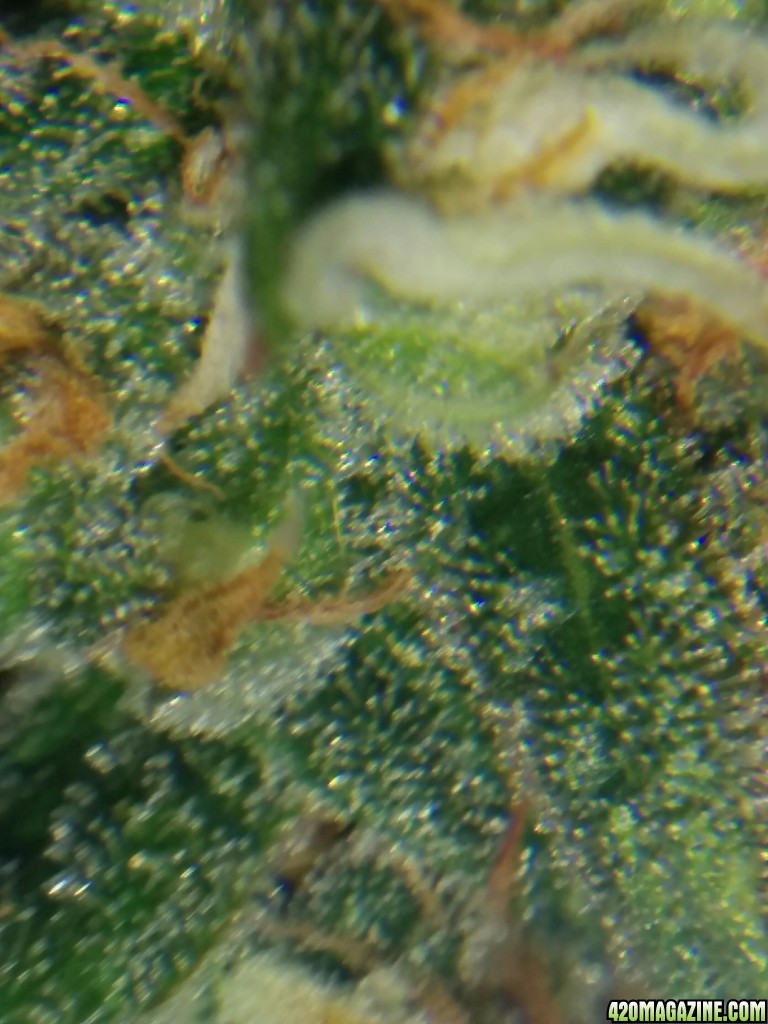 Ice_mud_led_grow_light_budmaster_30_.jpg