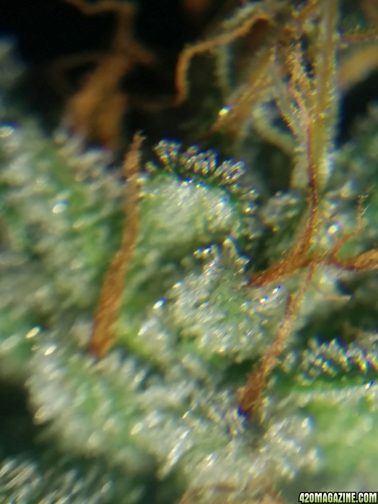 Ice_mud_led_grow_light_budmaster_31_.jpg