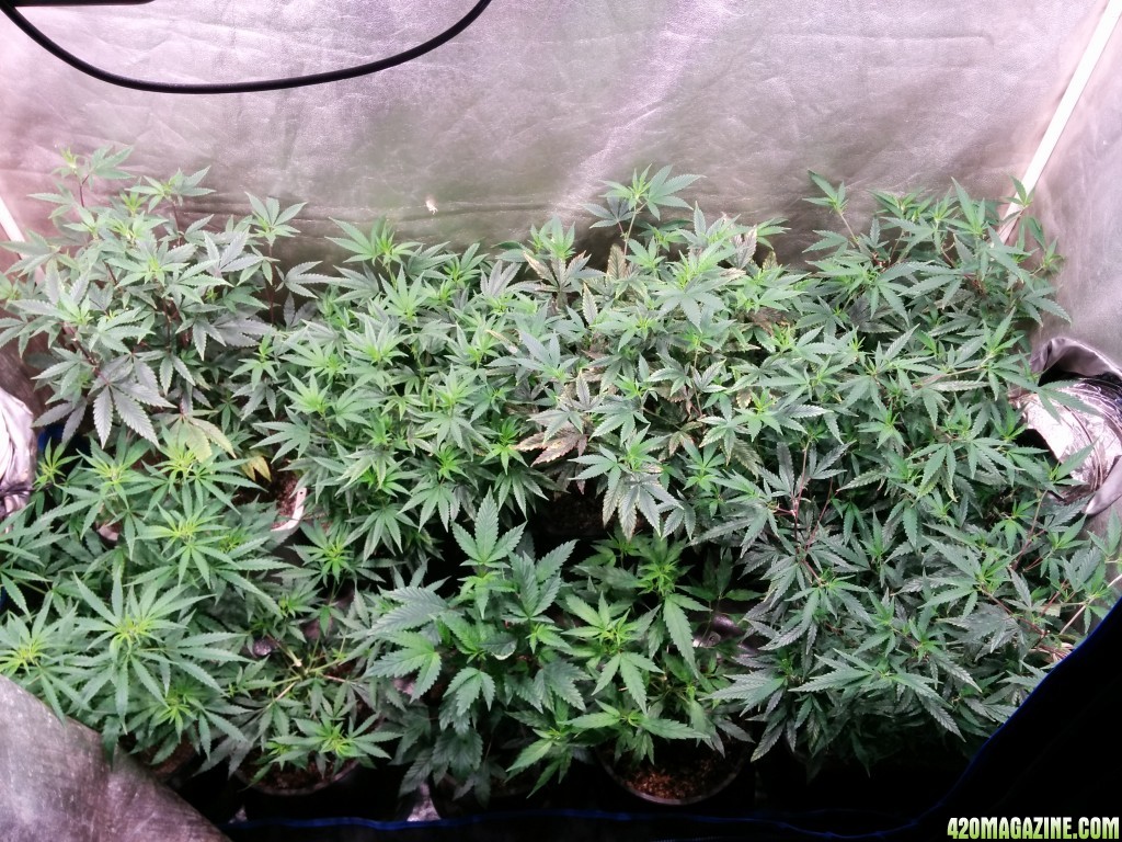 Ice_mud_led_grow_light_budmaster_32_.jpg