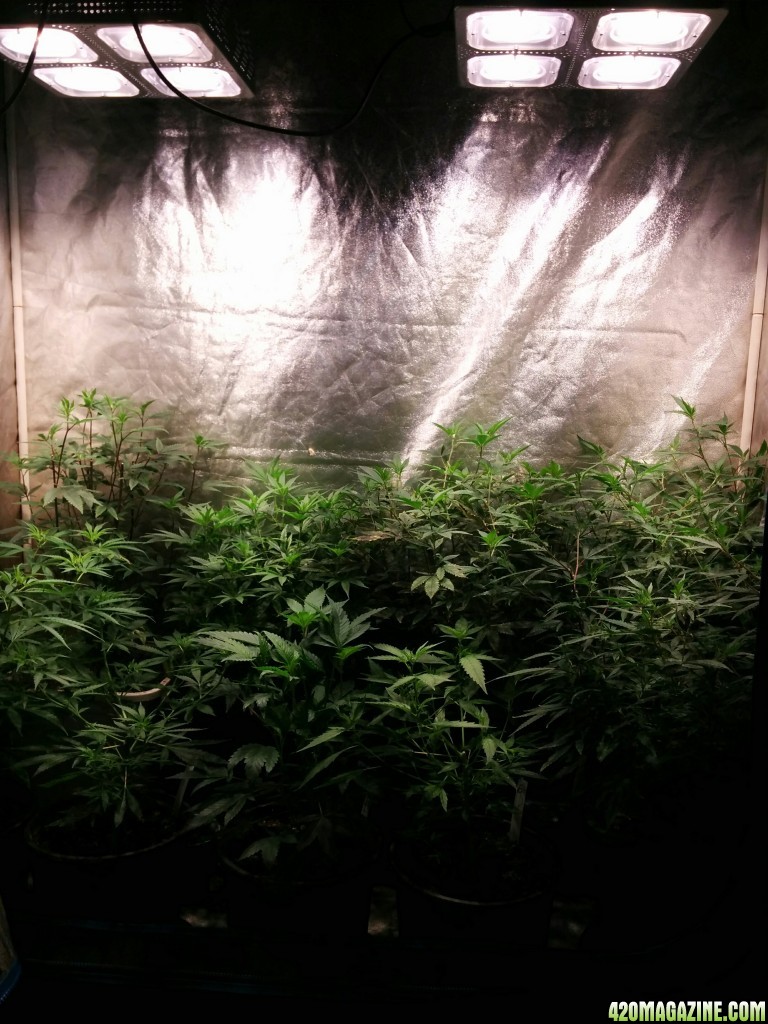 Ice_mud_led_grow_light_budmaster_33_.jpg