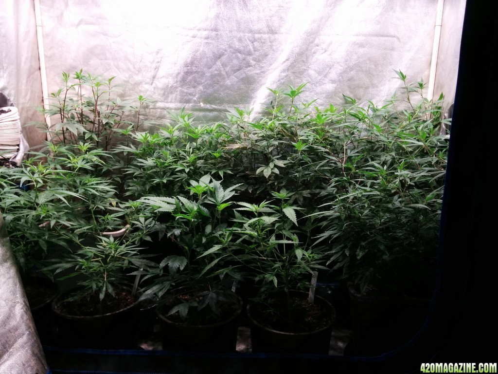 Ice_mud_led_grow_light_budmaster_34_.jpg