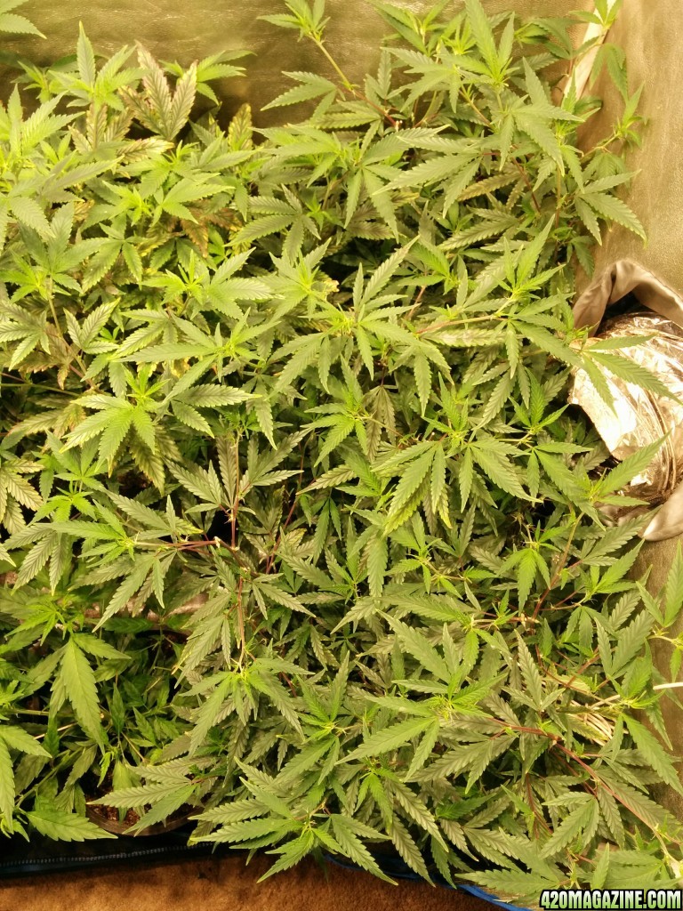 Ice_mud_led_grow_light_budmaster_35_.jpg