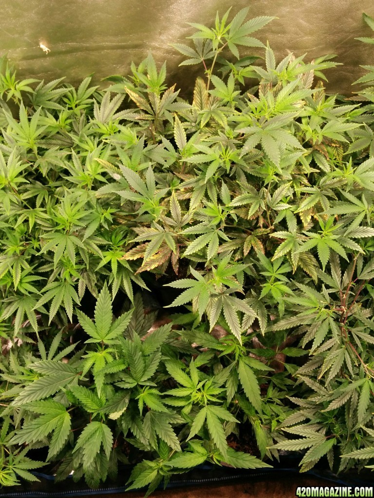 Ice_mud_led_grow_light_budmaster_36_.jpg